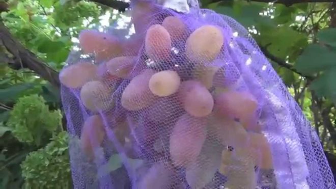 Сетчатые мешочки на гроздях винограда