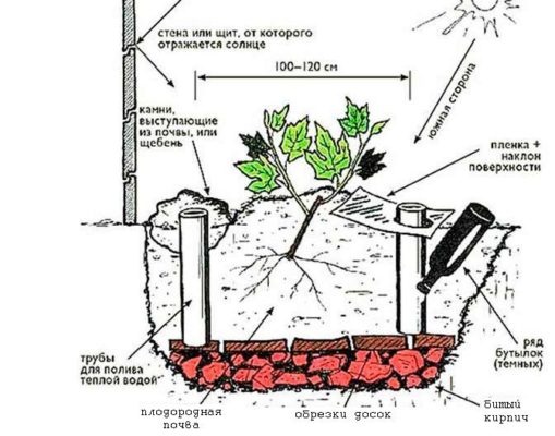Схема посадки винограда