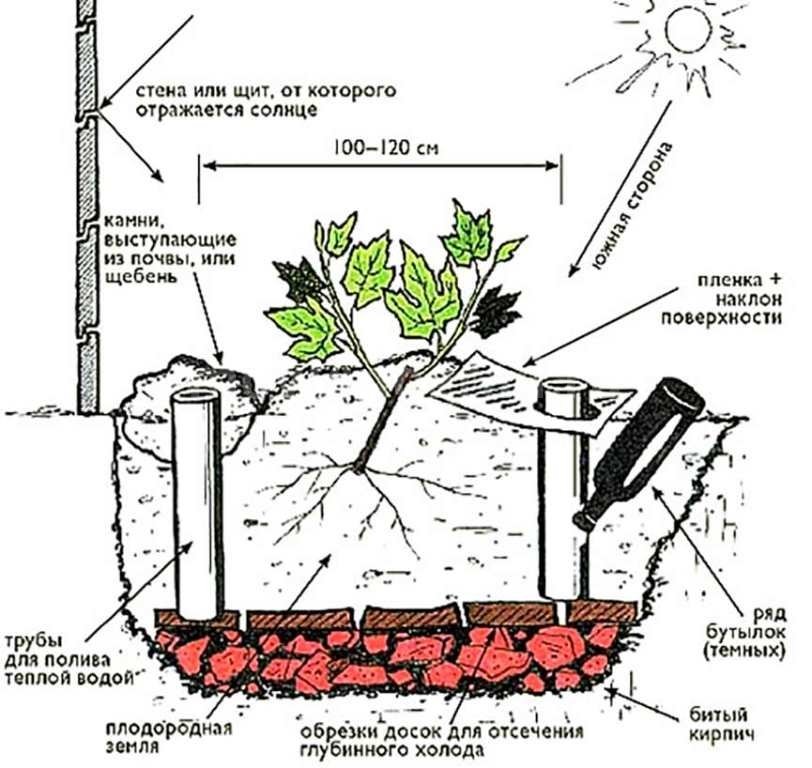 технология посадки винограда