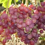 Сорт винограда Ливия