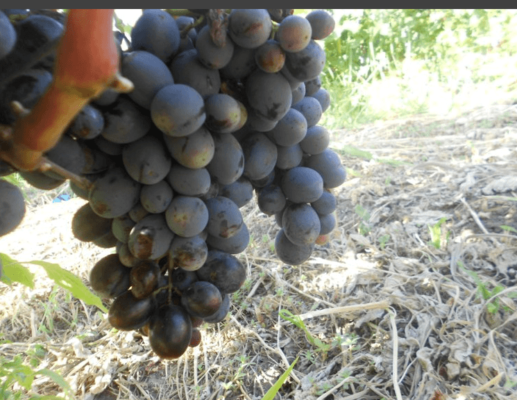 Плоды винограда Руслан