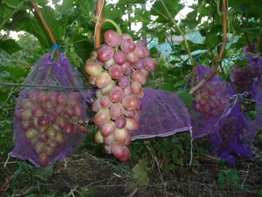 Защита винограда