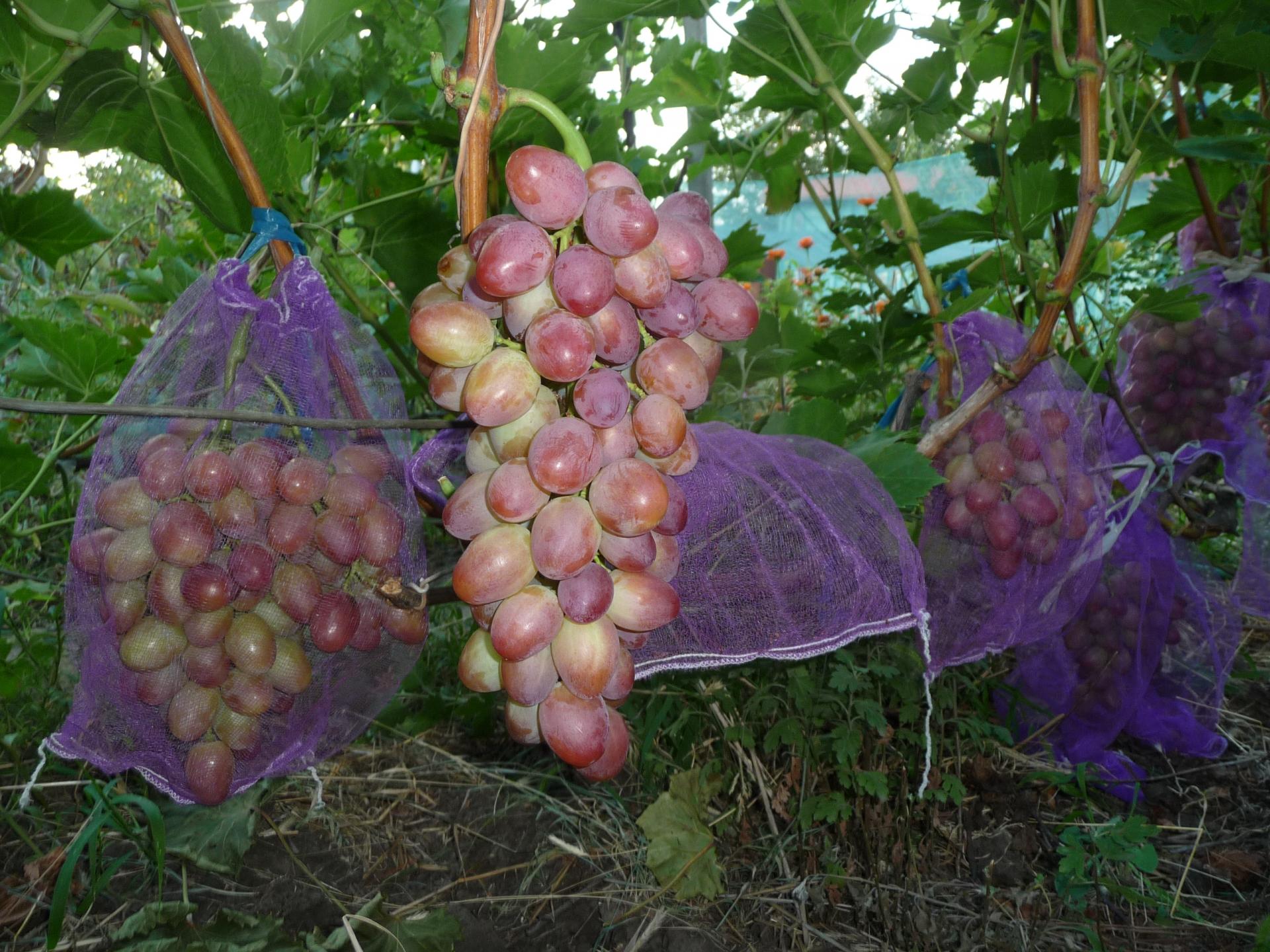 сорт винограда рубиновый юбилей фото