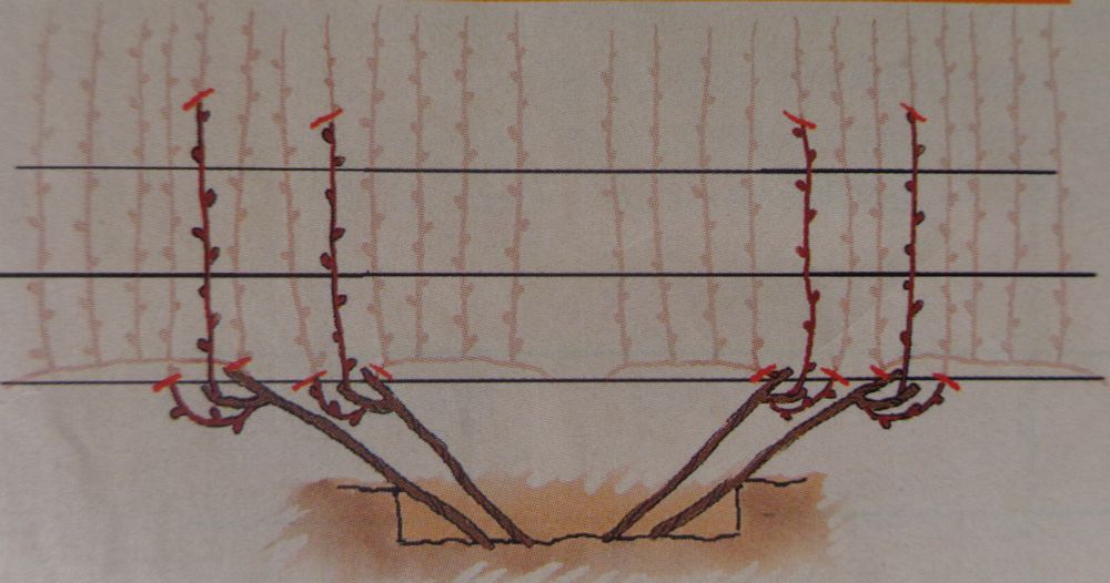 Веерная формировка виноградного куста схема и описание