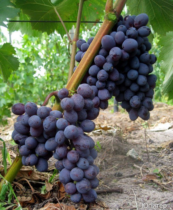 Виноград Юпитер: описание сорта с характеристикой и отзывами, особенностипосадки и выращивания, фото