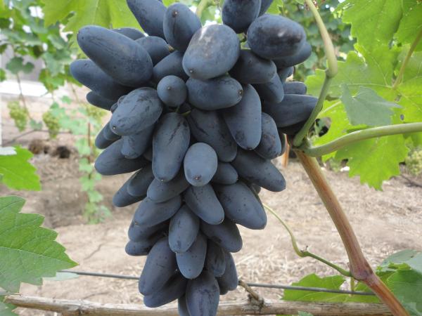 Виноград Викинг: описание сорта с характеристикой и отзывами, особенностипосадки и выращивания, фото