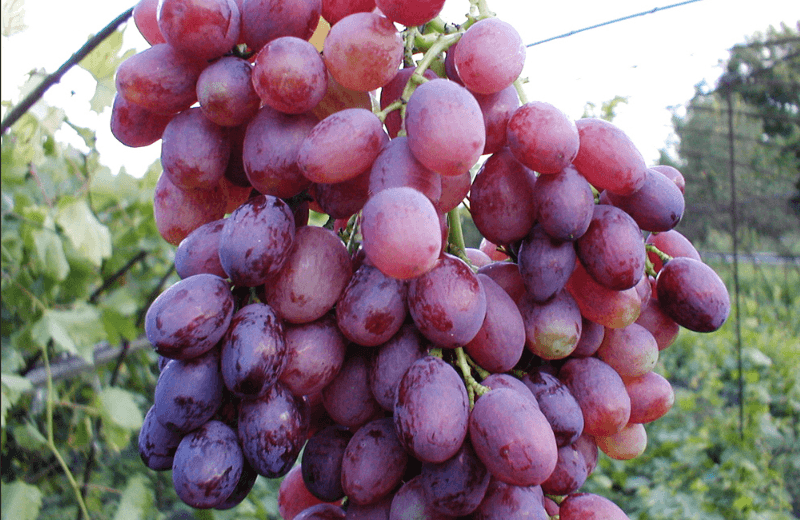 Виноград Долгожданный: описание сорта с характеристикой и отзывами,особенности посадки и выращивания, фото