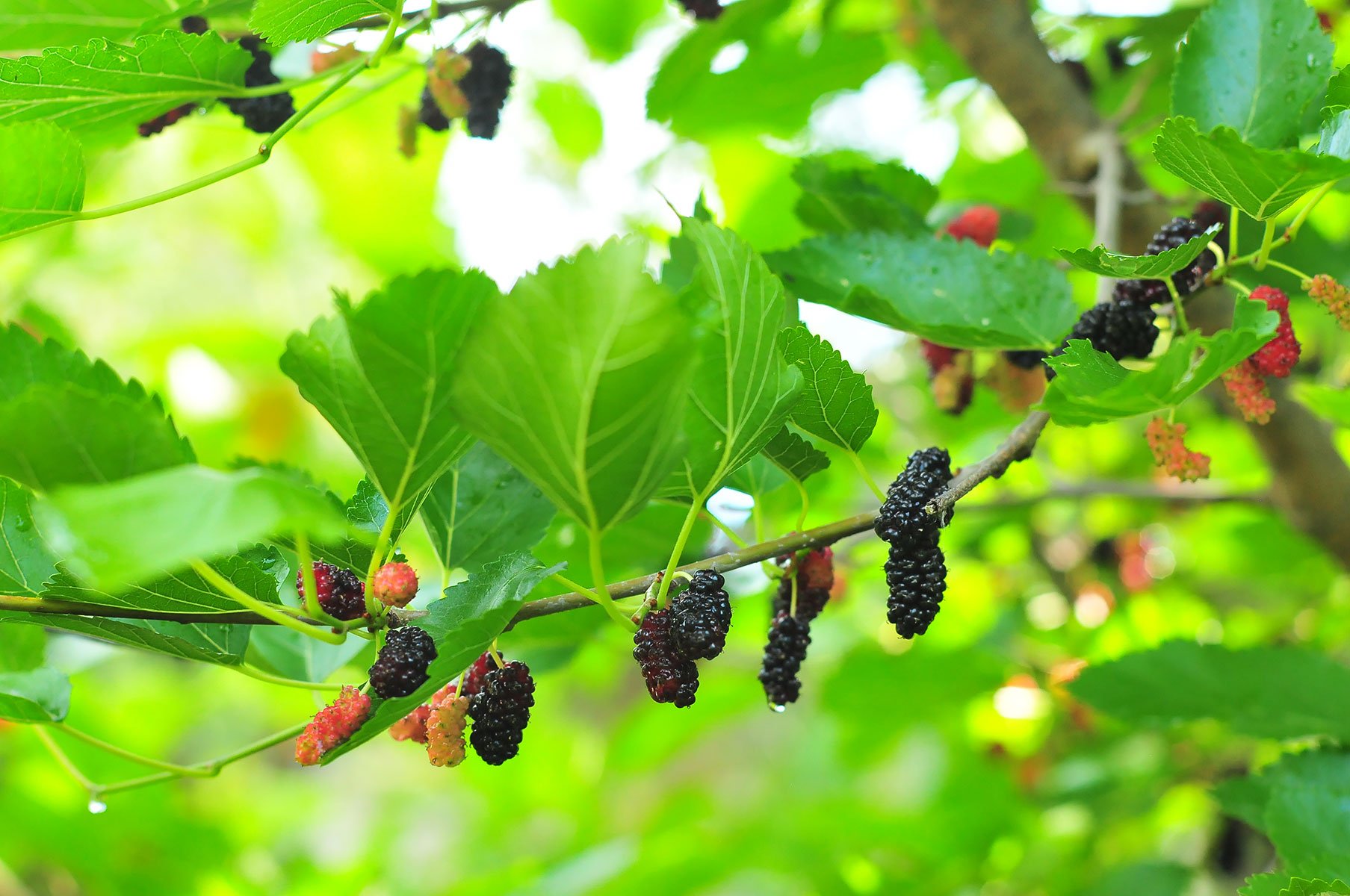 Шелковица фото дерева с ягодами