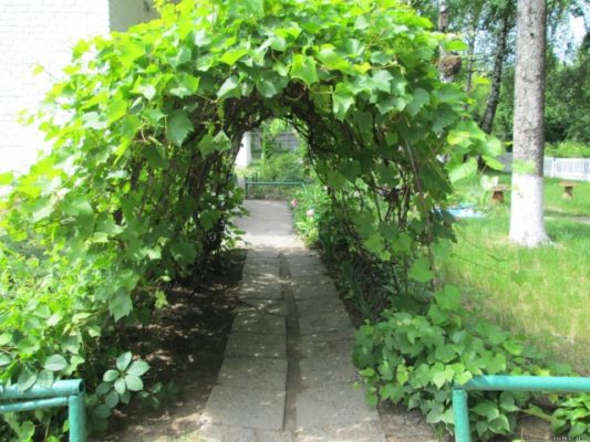 Виноград растёт на арке