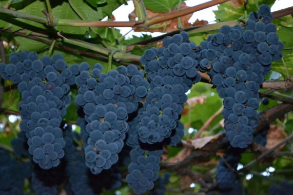 Сорт винограда Амурский прорыв