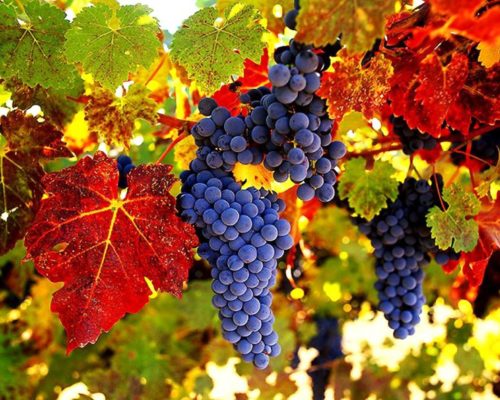 Амурский виноград осенью