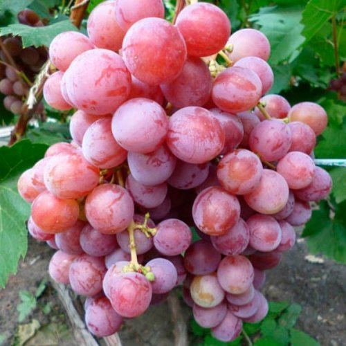 Виноград Азалия описание сорта, урожайность, фото и отзывы