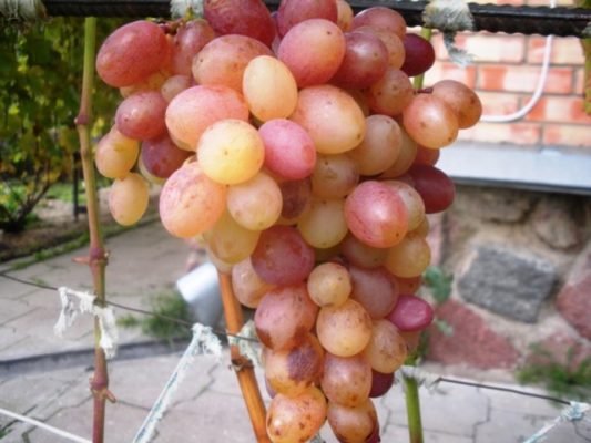 Спелая гроздь винограда Тасон