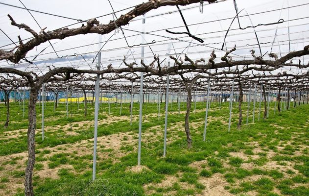 Выращивание винограда в древовидной форме