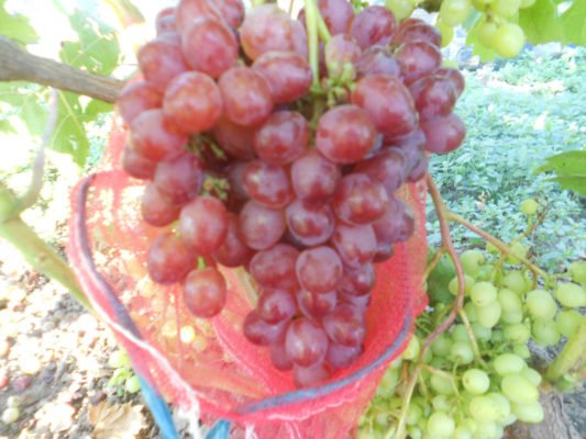 Гроздь винограда, защищенная сеткой