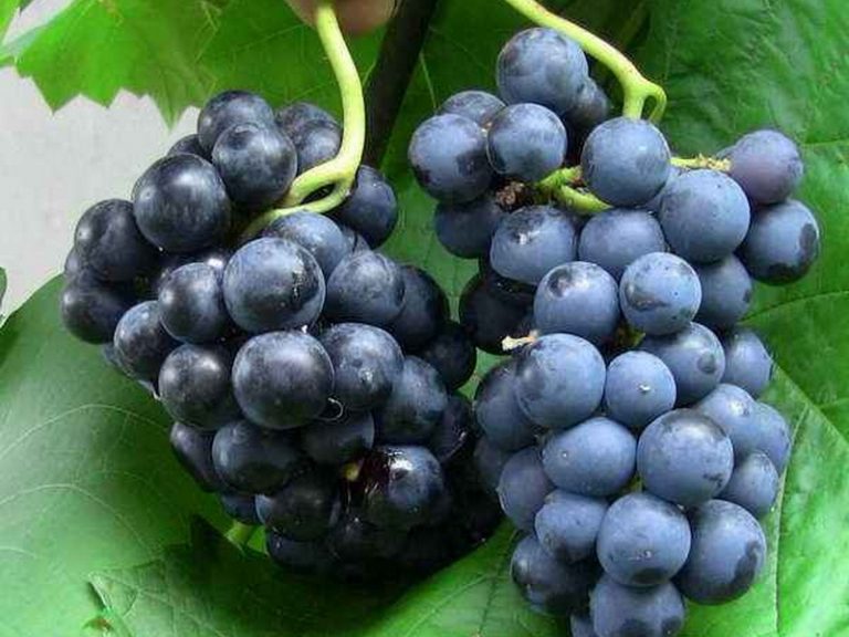 Виноград Зилга: описание сорта с характеристикой и отзывами, особенностипосадки и выращивания, фото