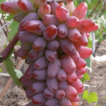 Оригинальная гроздь винограда