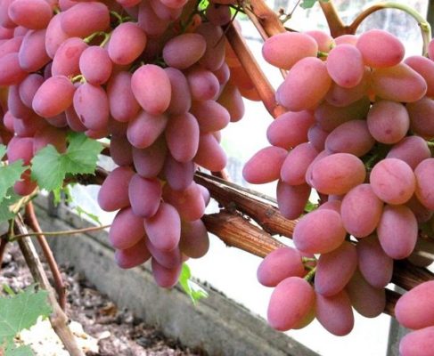 Кисти винограда сорта Гелиос