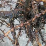 Зараженный филлоксерой корень винограда