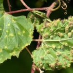 Зараженные филлоксерой листья винограда