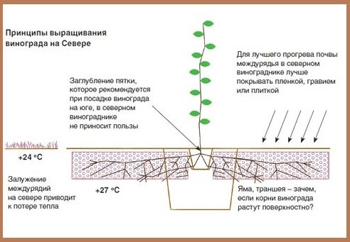 Посадка винограда