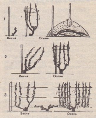 Обрезка винограда