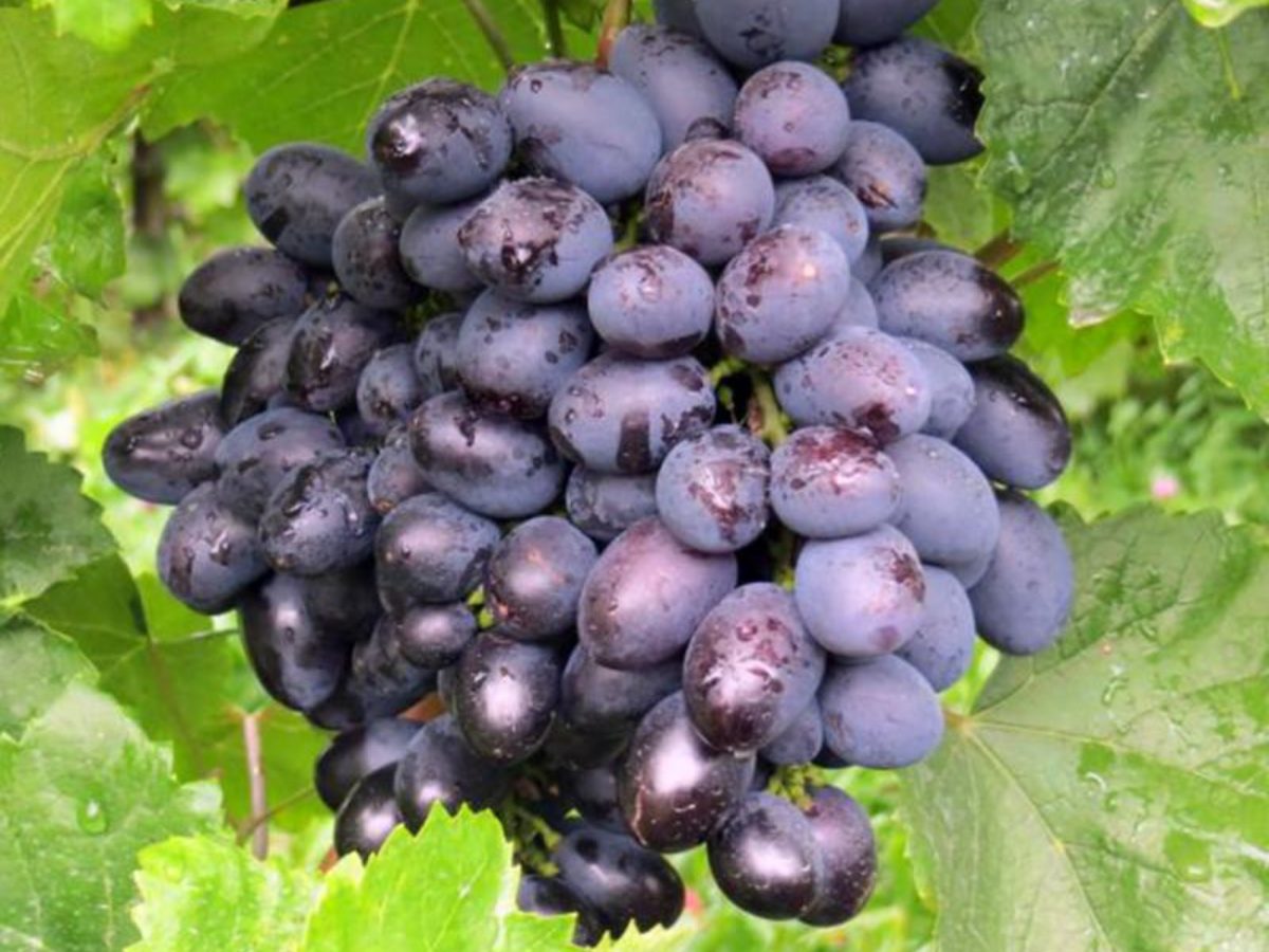 виноград галия описание сорта