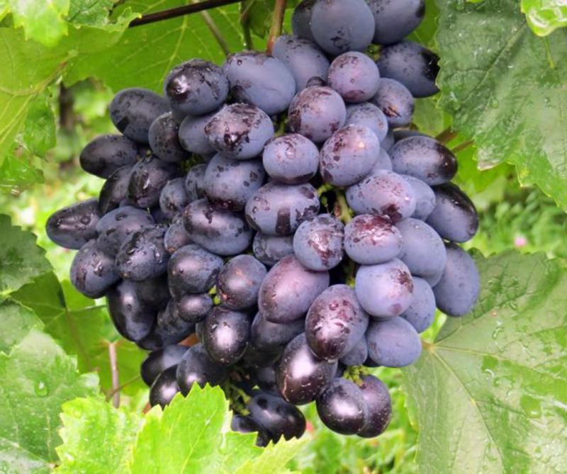 Виноград Галия: описание сорта с характеристикой и отзывами, особенностипосадки и выращивания, фото