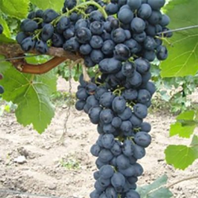 Сорт винограда Аттика