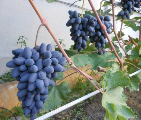 Виноград сорта Атос