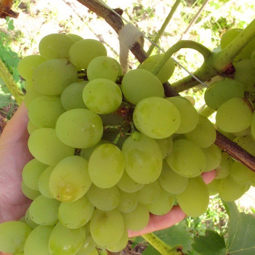 Виноград Плевен: описание сорта с характеристикой и отзывами, особенностипосадки и выращивания, фото