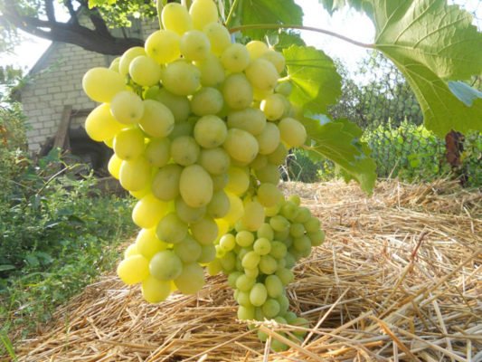 Виноград Флора