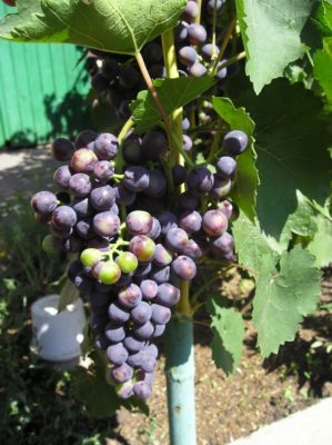 Кисть винограда Черныш в начале июля