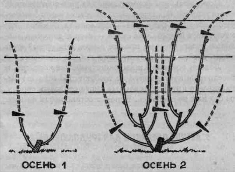 Формирование винограда схема весной