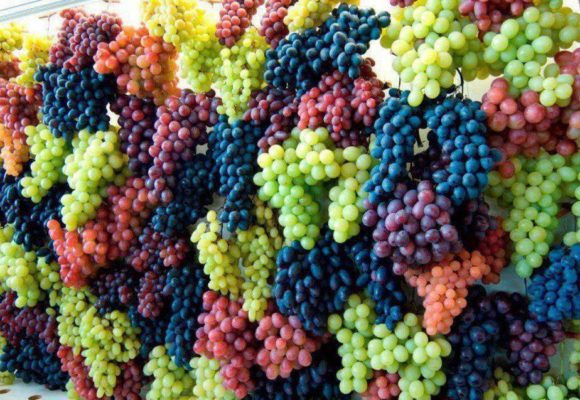 Многообразие сортов винограда
