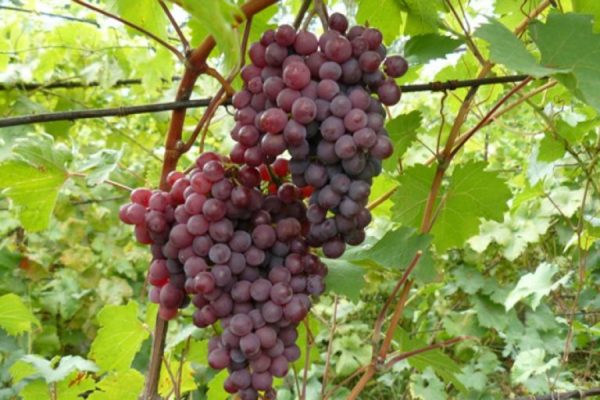 Урожай винограда на ветке