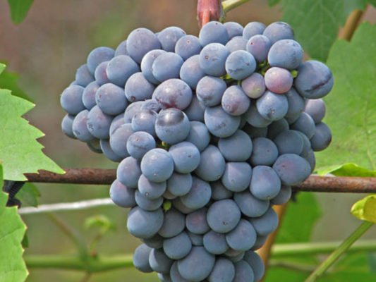 Гроздь винограда Муромец