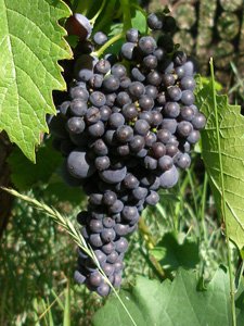 Горошение ягод винограда Муромец