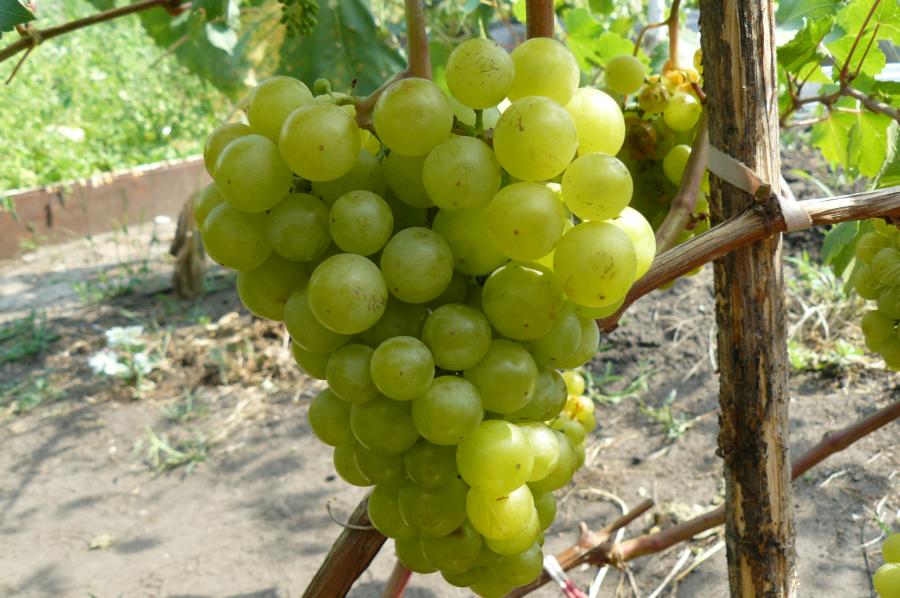 Виноград Амирхан: описание, характеристики, выращивание, фото, отзывы