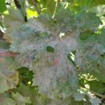 Оидиум на листьях винограда