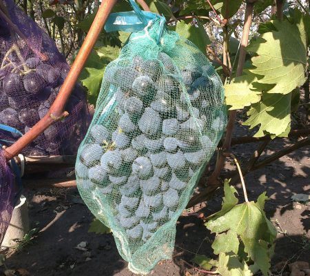 Защита винограда от ос с помощью мешочков из сетки