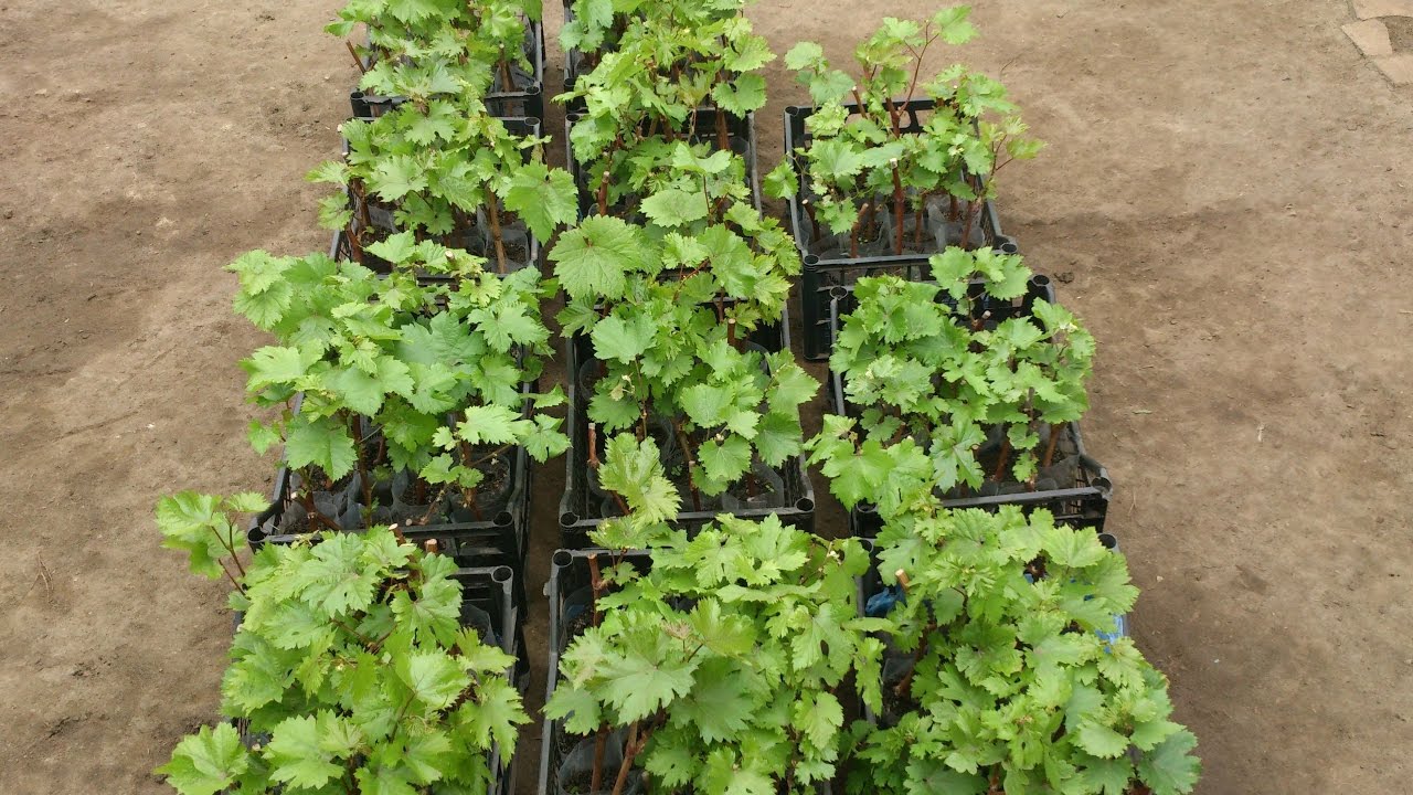 Как размножить виноград: черенками, прикапыванием лозы и другими основнымиспособами, советы для начинающих