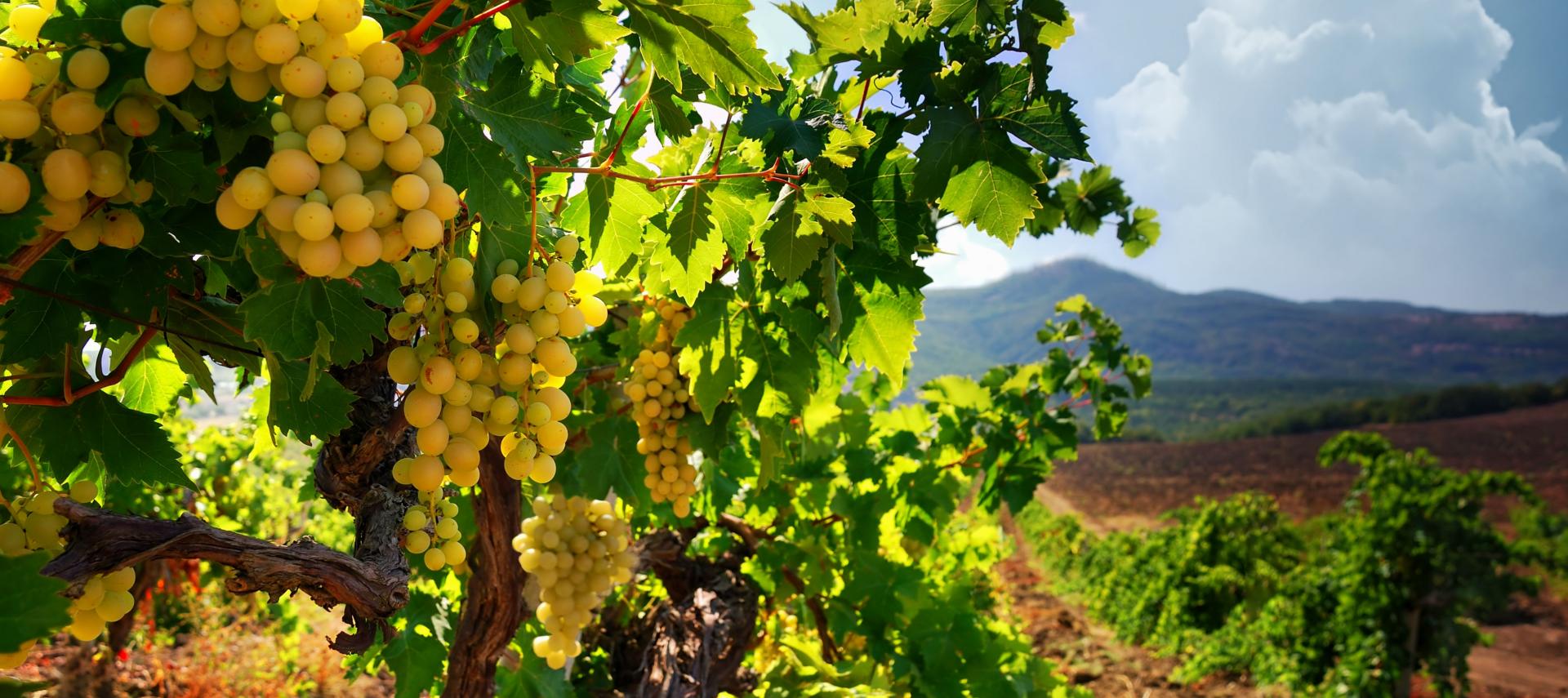 виноград на фоне гор