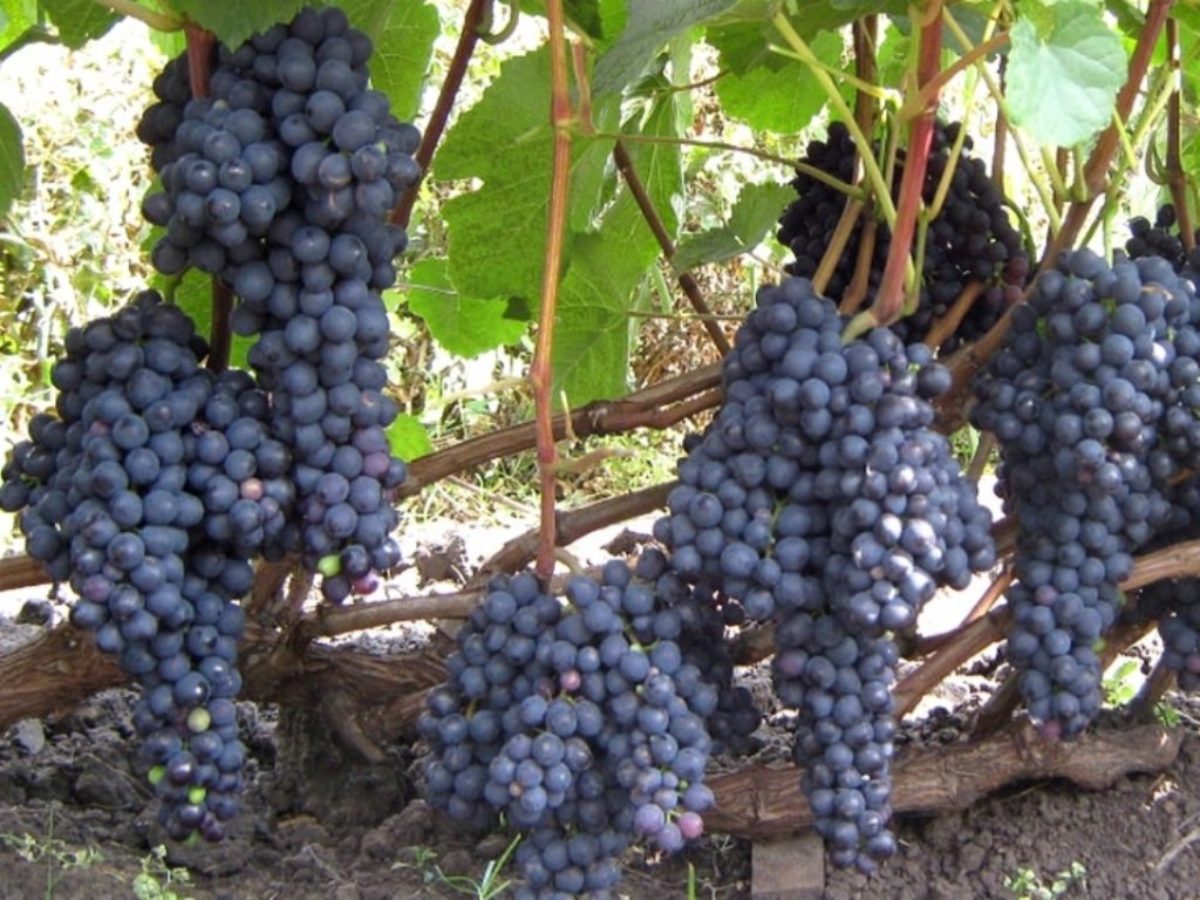 виноград черные глаза описание сорта фото
