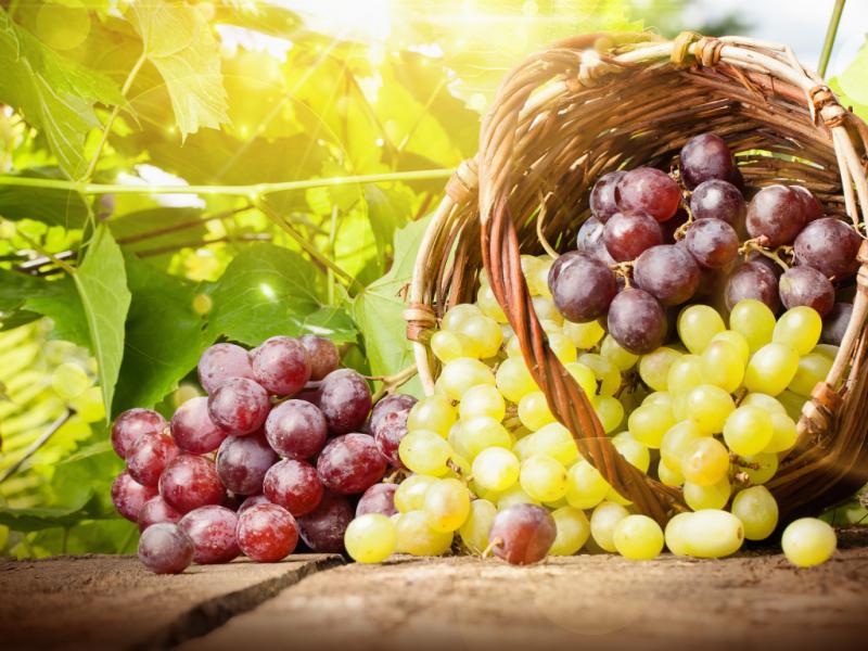 Лучшие сорта винограда с описанием, характеристикой и отзывами, в том числе винные, какие выбрать для выращивания в Украине, России