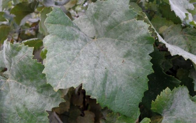 Оидиум на виноградном листе