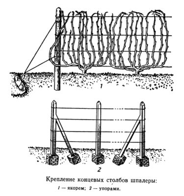 Шпалера для винограда