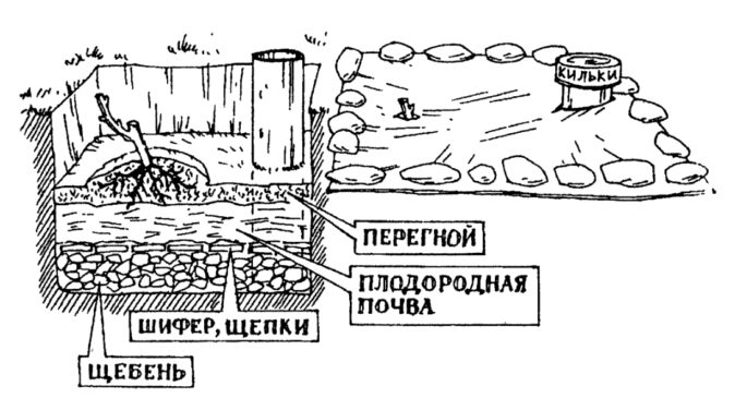 Посадка винограда