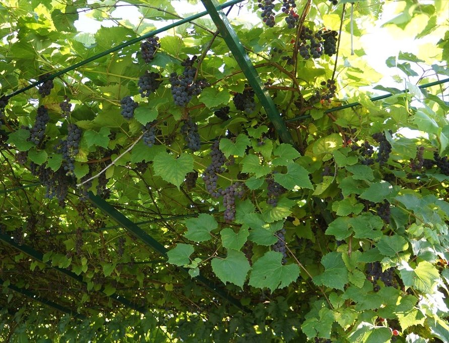 Выращивание винограда в средней полосе России, особенности посадки и уходадля данного региона, в том числе для начинающих