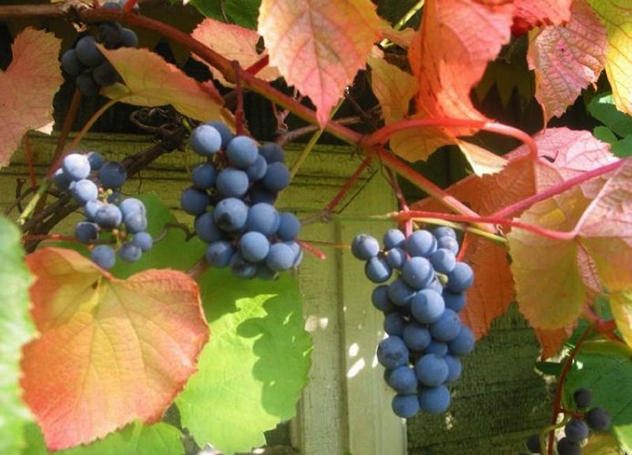 Лучшие сорта винограда для выращивания в Сибири с описанием,  характеристикой и отзывами